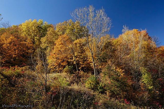 Fall Trees in SE Iowa (4)