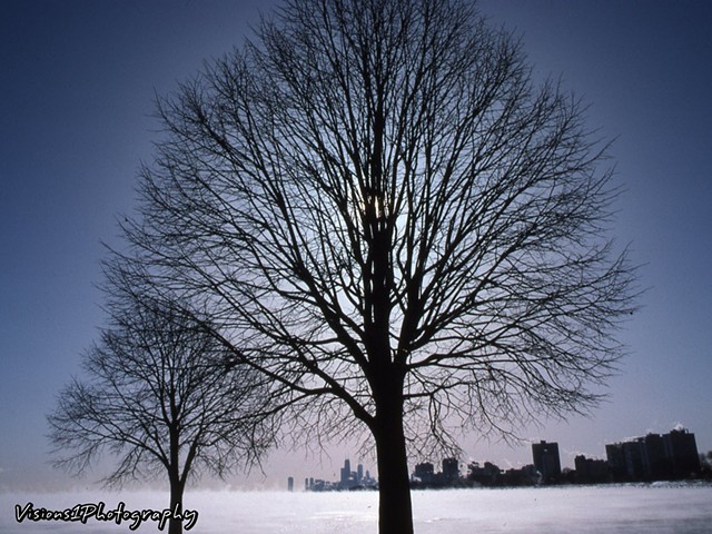 Backlight Tree at Montrose Harbor -40 degree Wind chill  Chicago Il.