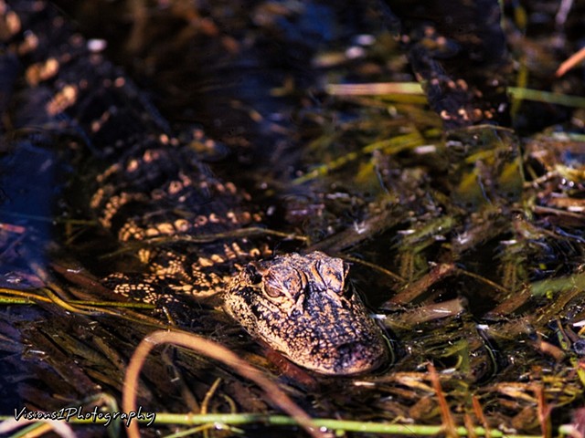 Young Alligator Everglades National Park Fl.
