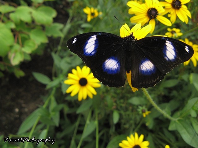 Butterfly Aviary Chicago Botanic Garden Glencoe, IL.