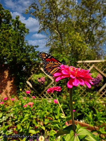 Monarch Butterfly Chicago Botanic Garden Glencoe, IL.