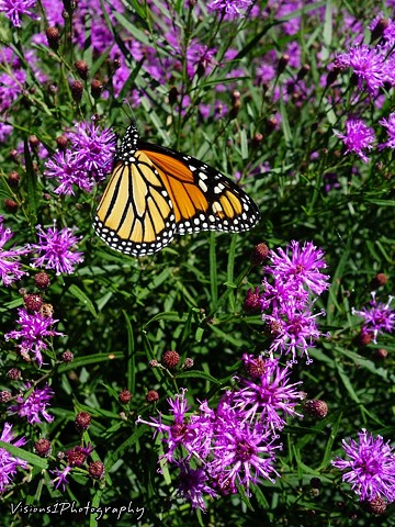 Monarch Butterfly Chicago Botanic Garden Glencoe, IL.