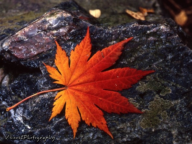 Fall Leaf on Rock - Chicago Botanic Garden Glencoe, Il.