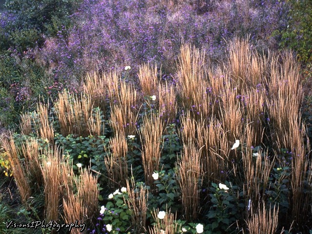 Grasses at Sunset Chicago Botanic Garden Glencoe, Il.