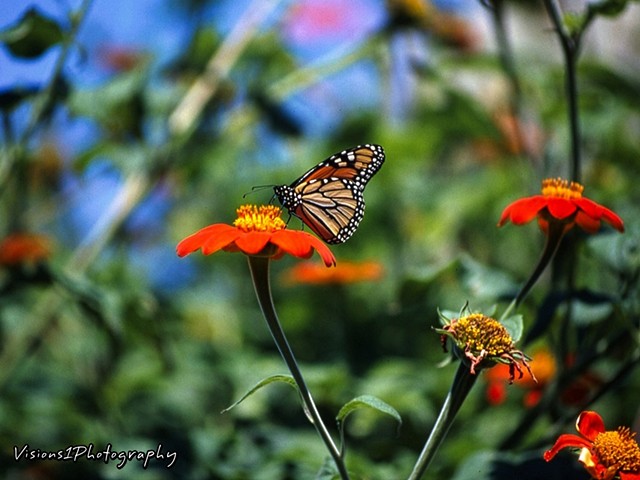 Monarch Butterfly Chicago Botanic Garden Glencoe, Il.