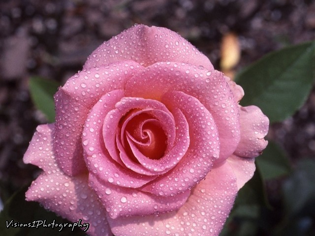 Rose with Dew