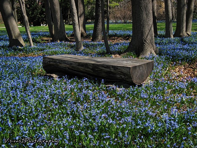 Blue Squill and Wood Bench