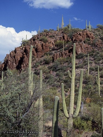 Sonoran Desert Saguaro Cactus Arizona