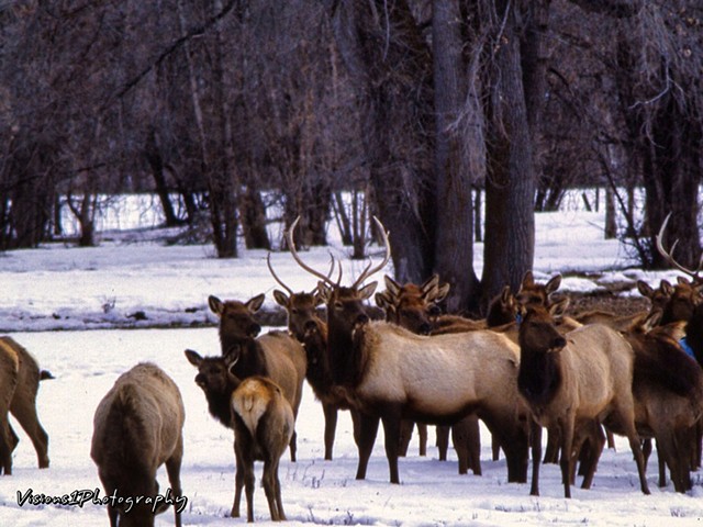 Elk in Valley Near Durango Co.