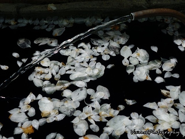 Flowering Crab Flower Petals in Water Trough