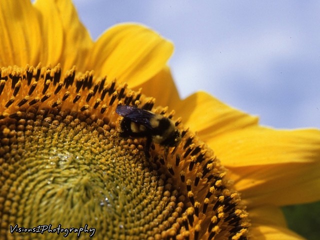 Sunflower and Bee with Pollen Wisconsin