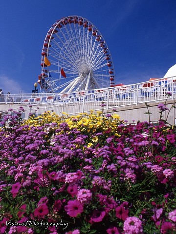 Ferris Wheel Navy Pier Chicago Il.