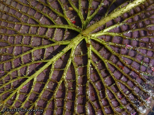 Underside Veins of African Water Lily 