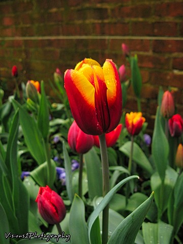 Tulip Chicago Botanic Garden Glencoe, Il. 
