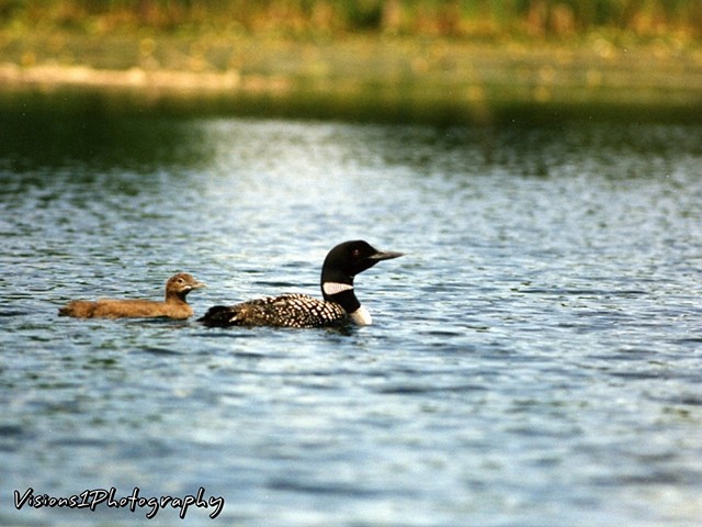 Loon with Baby Loonlet
