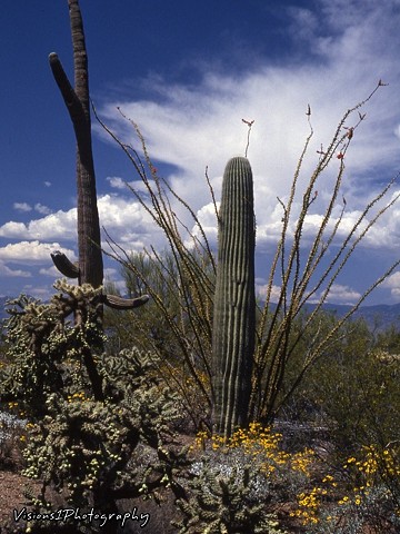 Desert Landscape Arizona