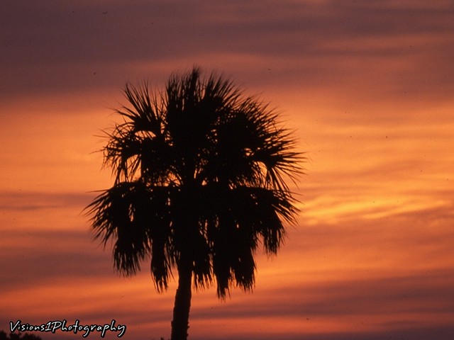 Palm Tree Silhouette Florida