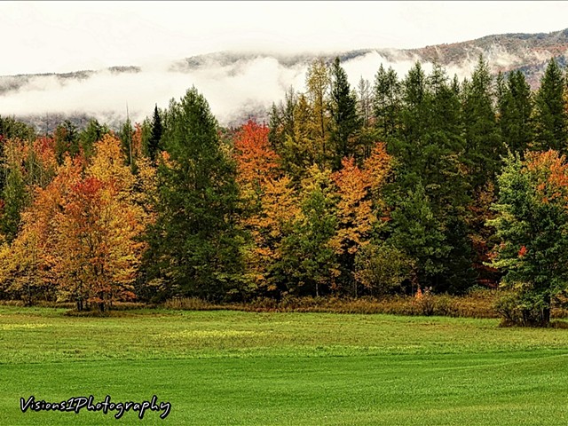 Fall Trees with Layered AM Fog Vt.