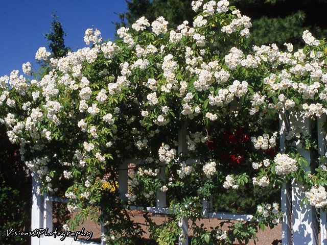 White Roses on Arbor Missouri Botanical Garden St. Louis Mo.