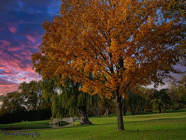 Fall Tree and Bridge Old Orchard Country Club Prospect Heights Il.