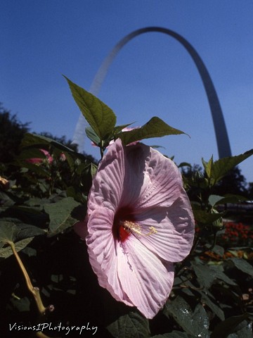 Arch and Mallow Flower St. Louis Mo.