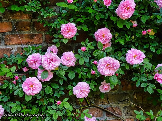 Pink Roses on Brick Wall in English Walled Garden Chicago Botanic Garden Glencoe, Il.