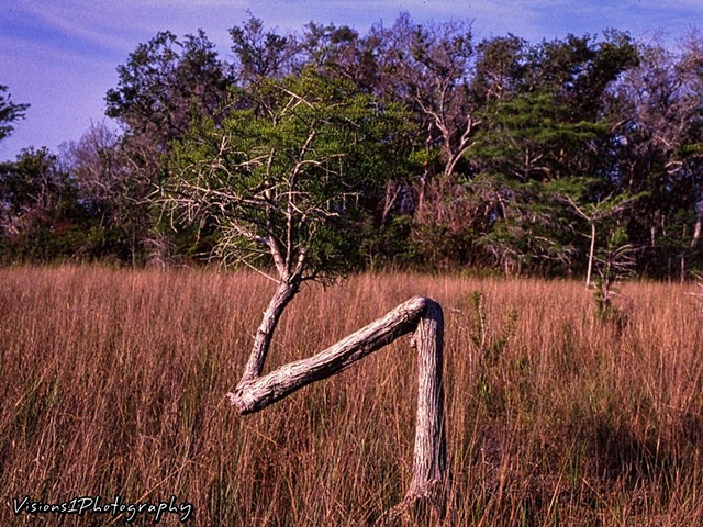 Bent Tree - Everglades National Park Florida