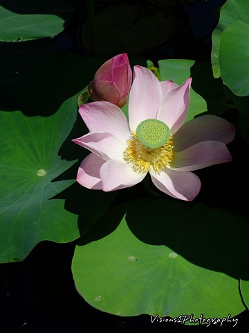 Lotus Lily Chicago Botanic Garden Glencoe, Il.