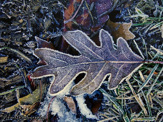 Hoar Frost on Oak Leaf