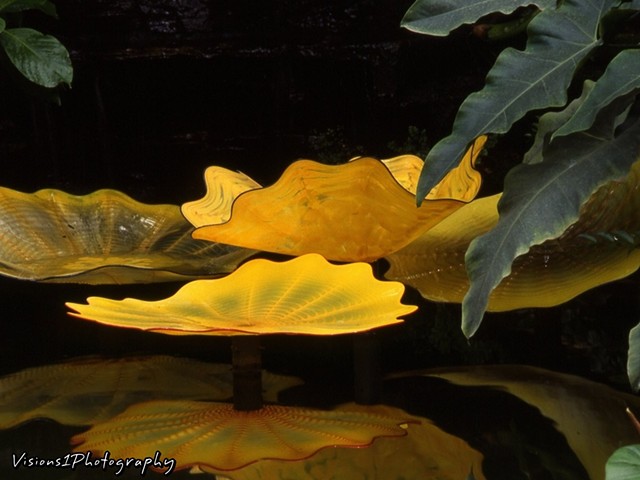Chihuly Yellow Glass Platters Garfield Park Conservatory Chicago Il.