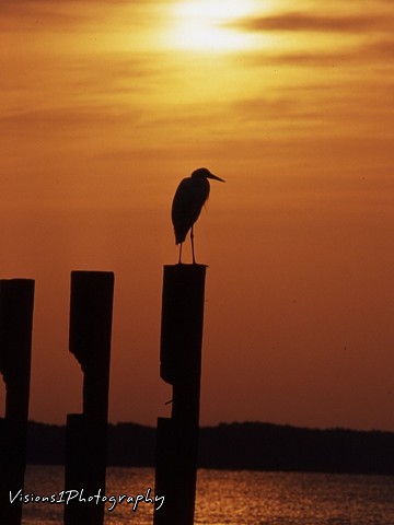 Heron Sitting on Post at Sunset
