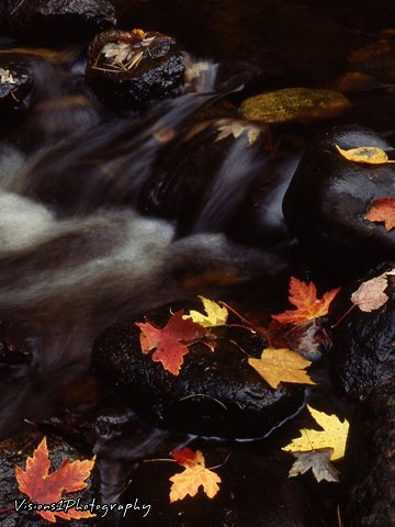 Fall Leaves Near Stream Wisconsin