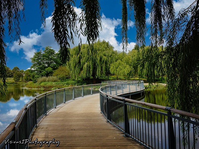 Serpentine Bridge and Willow Tree Chicago Botanic Garden Glencoe, IL.