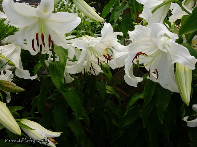 White Lilies Chicago Botanic Garden Glencoe, Il.