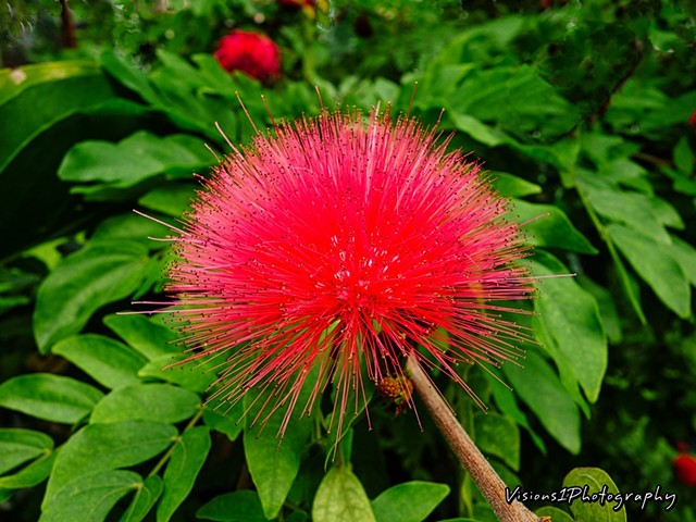 Tropical Red Flower Chicago Botanic Garden Glencoe Il.