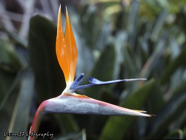 Kula Gardens Bird Of Paradise Flower