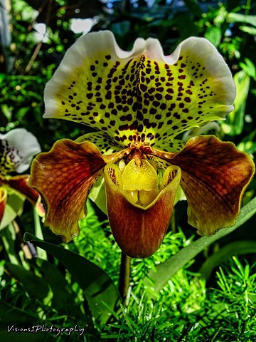 Orchid Chicago Botanic Garden Glencoe, Il.