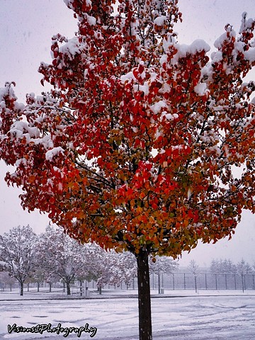 Snow on Blazing Autumn Pear Tree Glenbrook Hospital Parking Lot Glenview, Il.