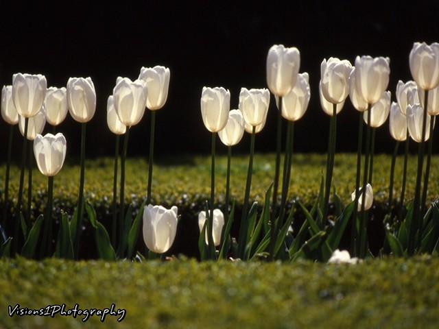 White Tulips Over Boxwood Tulips Chicago Botanic Garden Glencoe, Il.