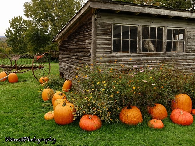 Pumpkin Farm Outside Stowe Vermont