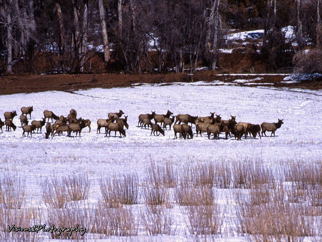 Elk in Valley Near Durango Co.