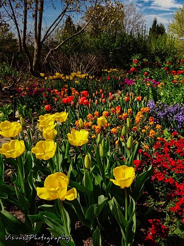 Tulips Sensory Garden Chicago Botanic Garden Glencoe Il.