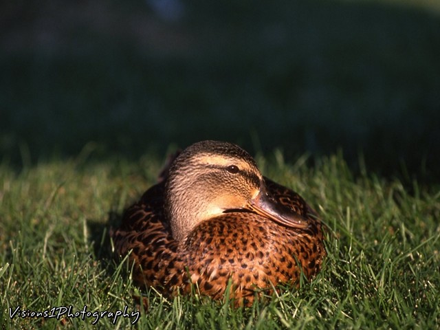 Duck Resting in Sun