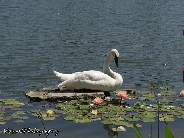 Swan Resting on Rock