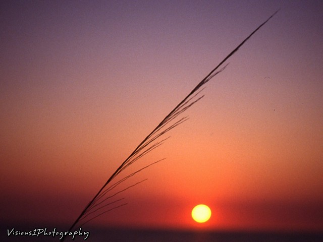 Sunset and Sea Grass Florida