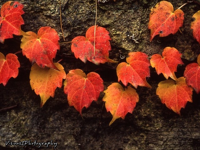 Fall Leaves on Brick Wall - Chicago Botanic Garden Glencoe, Il.