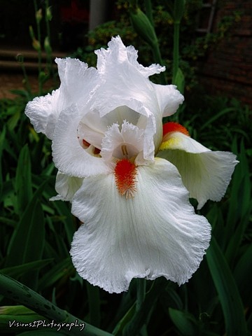 White Iris Chicago Botanic Garden Glencoe, Il.