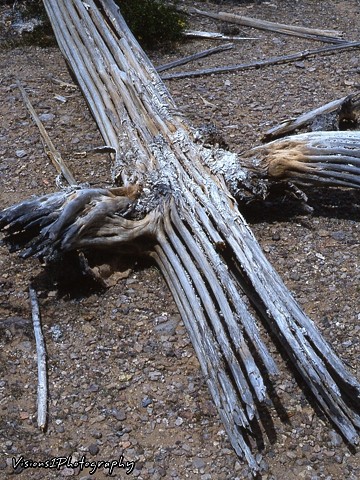 Saguaro Skeleton Arizona