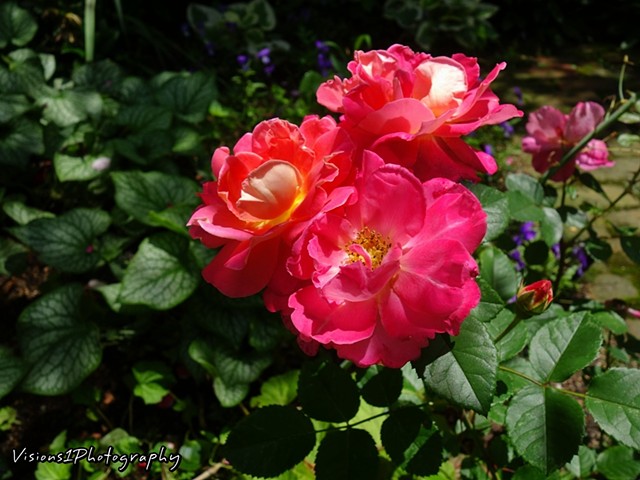 Roses Chicago Botanic Garden Glencoe, Il.