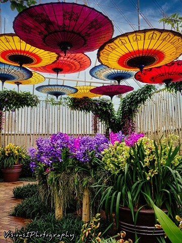 Orchid Show Umbrellas - Chicago Botanic Garden Glencoe, Il.